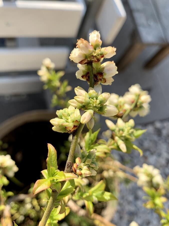 Apartment Micnek Bled Eksteriør bilde